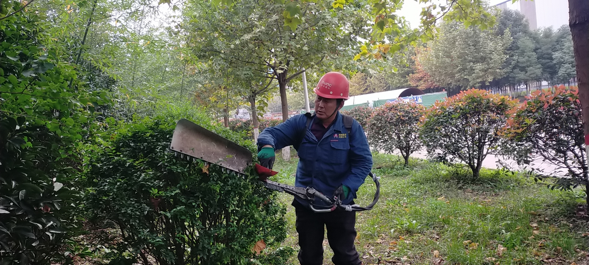 冬去春來，綠化工作從未停歇只為漢鋼更美