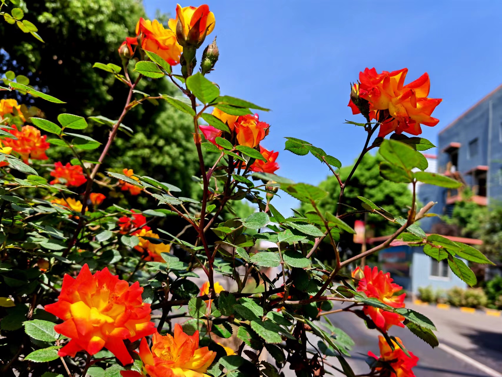 姹紫嫣紅，領(lǐng)略鋼城之美