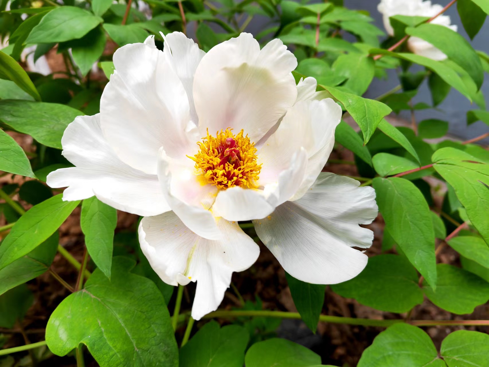 姹紫嫣紅，領(lǐng)略鋼城之美