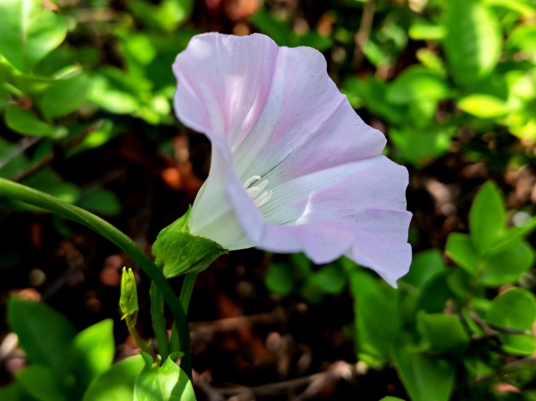 姹紫嫣紅，領(lǐng)略鋼城之美