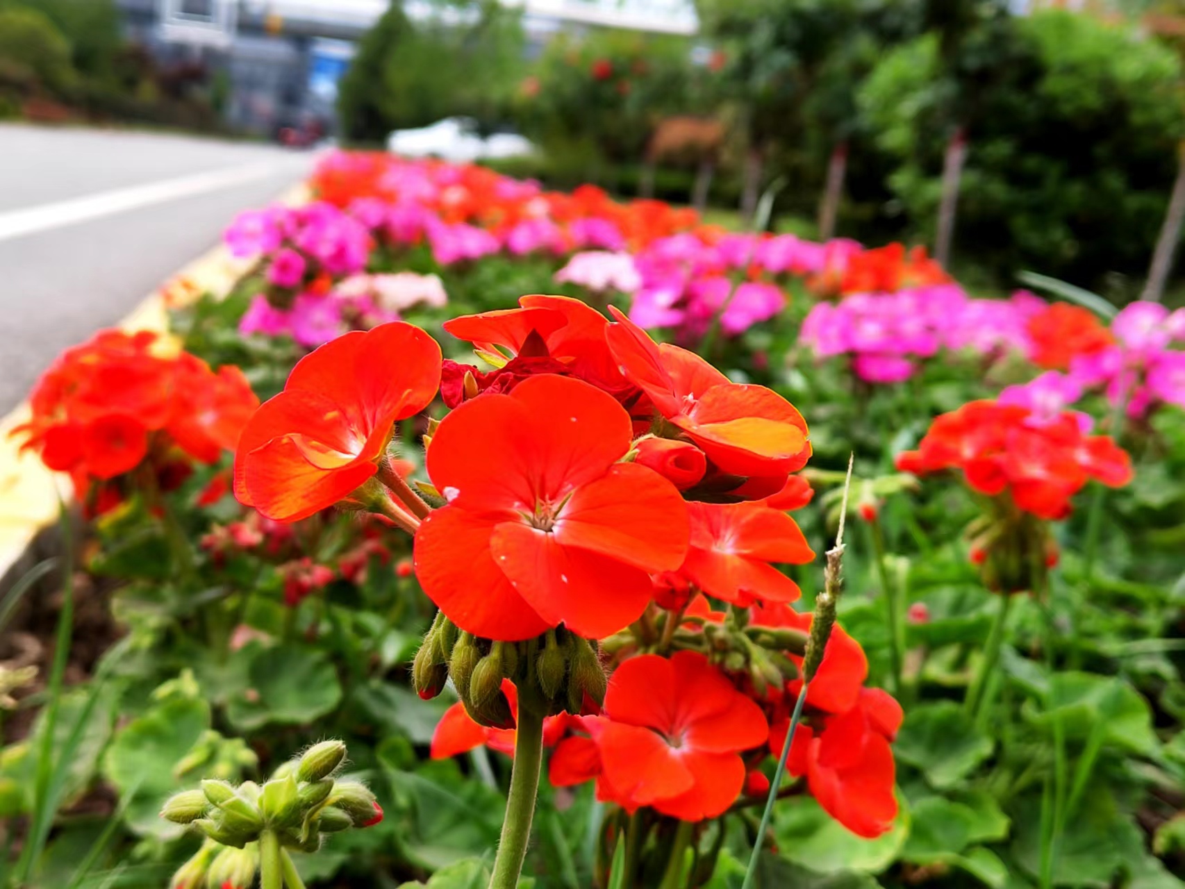 姹紫嫣紅，領(lǐng)略鋼城之美