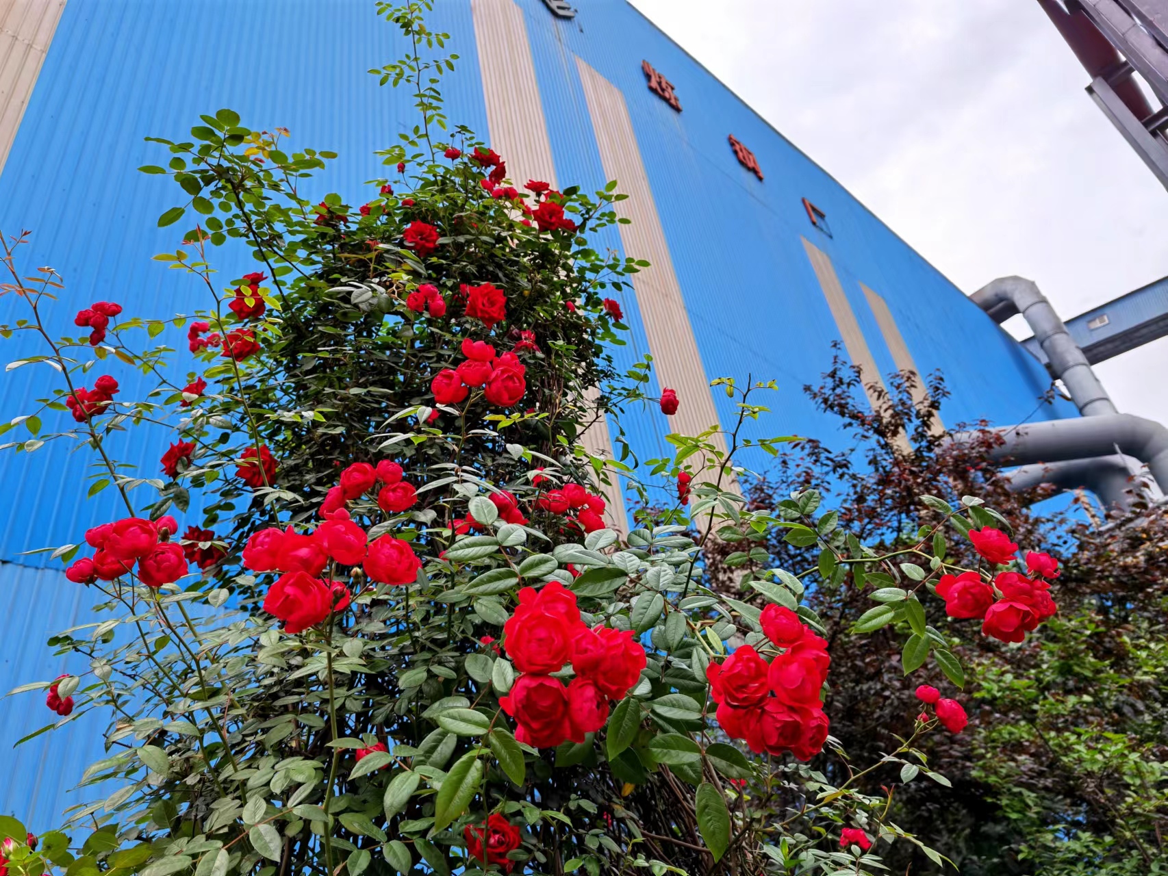 “碳”索未來，“綠”動鋼城