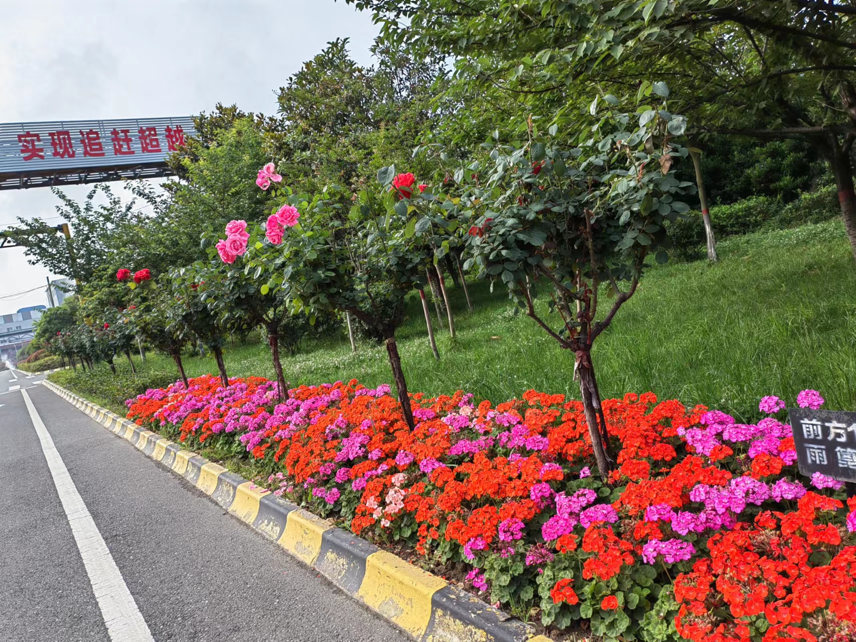 紅了 黃了 紫了