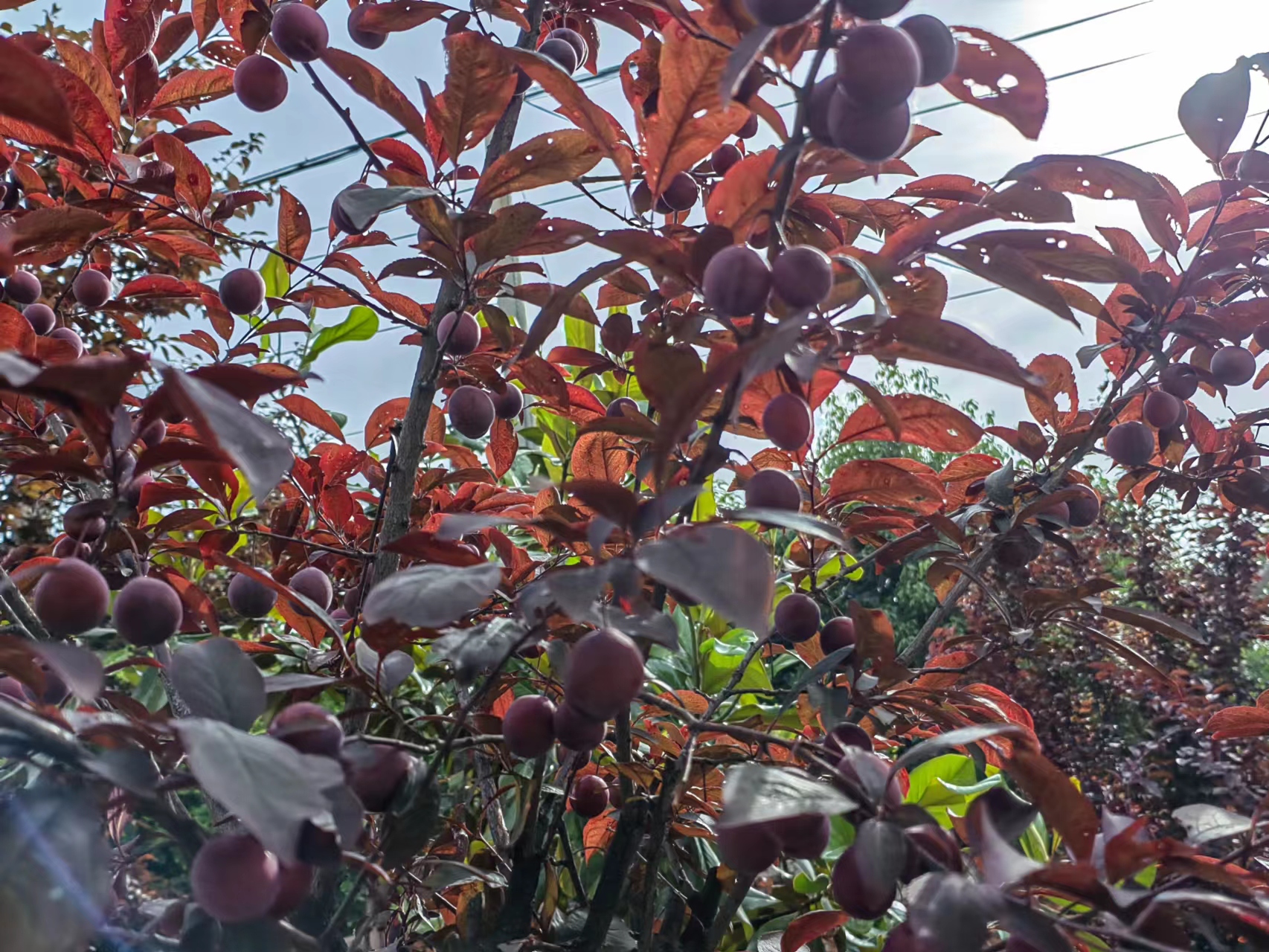 紅了 黃了 紫了