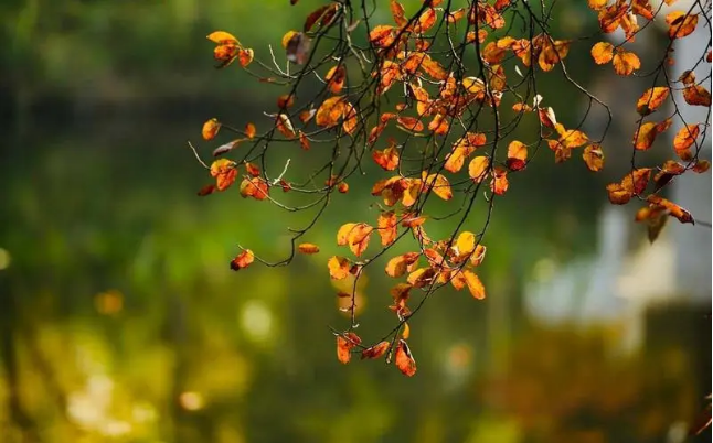 空山新雨后，天氣晚來秋