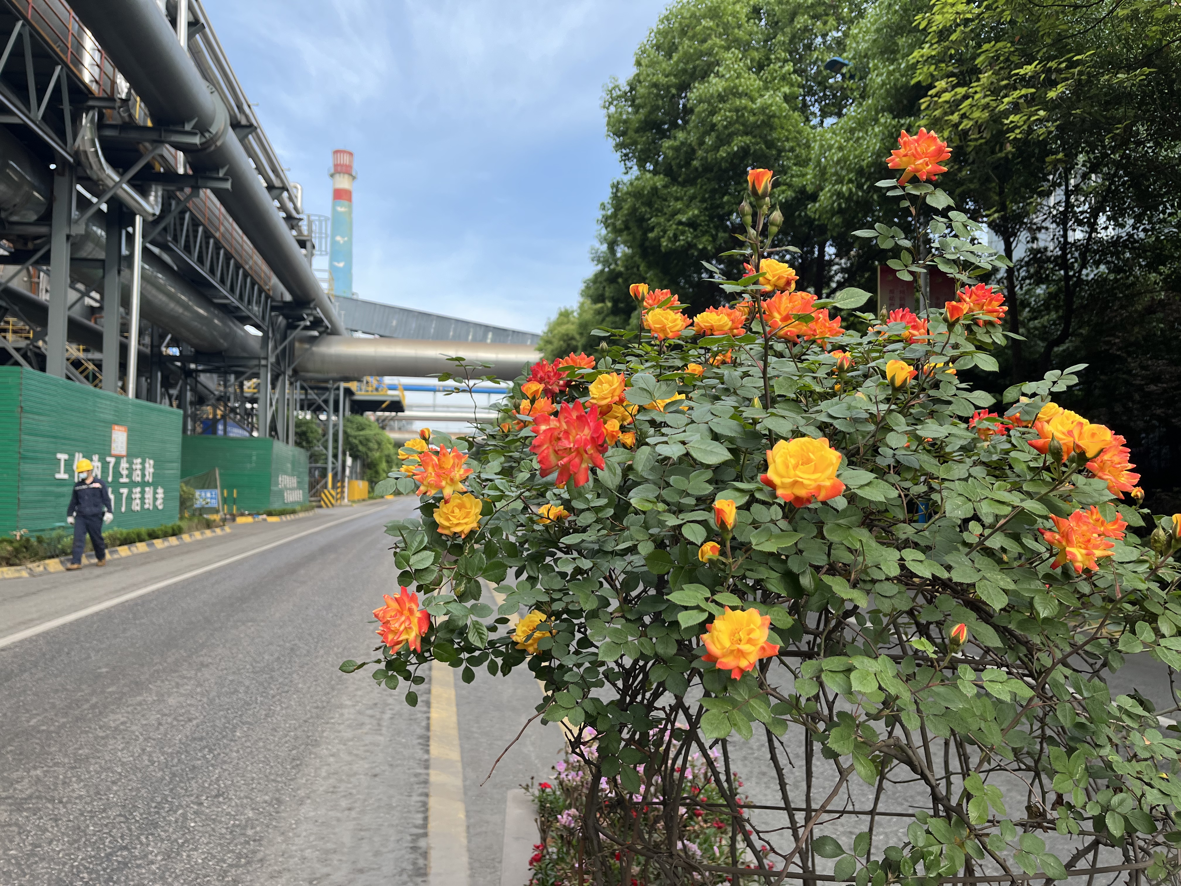 鋼城尋秋 鋼城尋秋