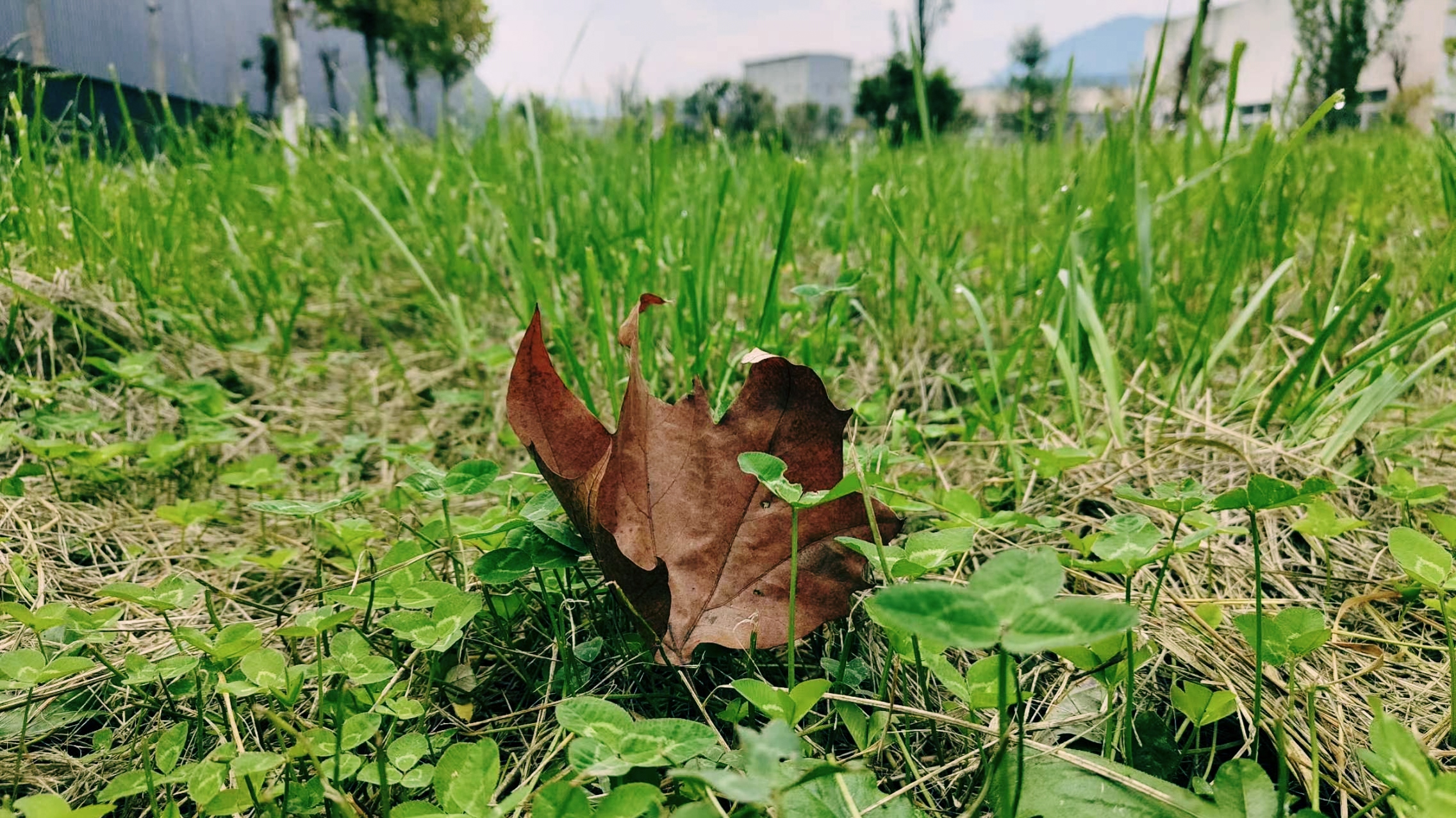 鋼城尋秋 鋼城尋秋