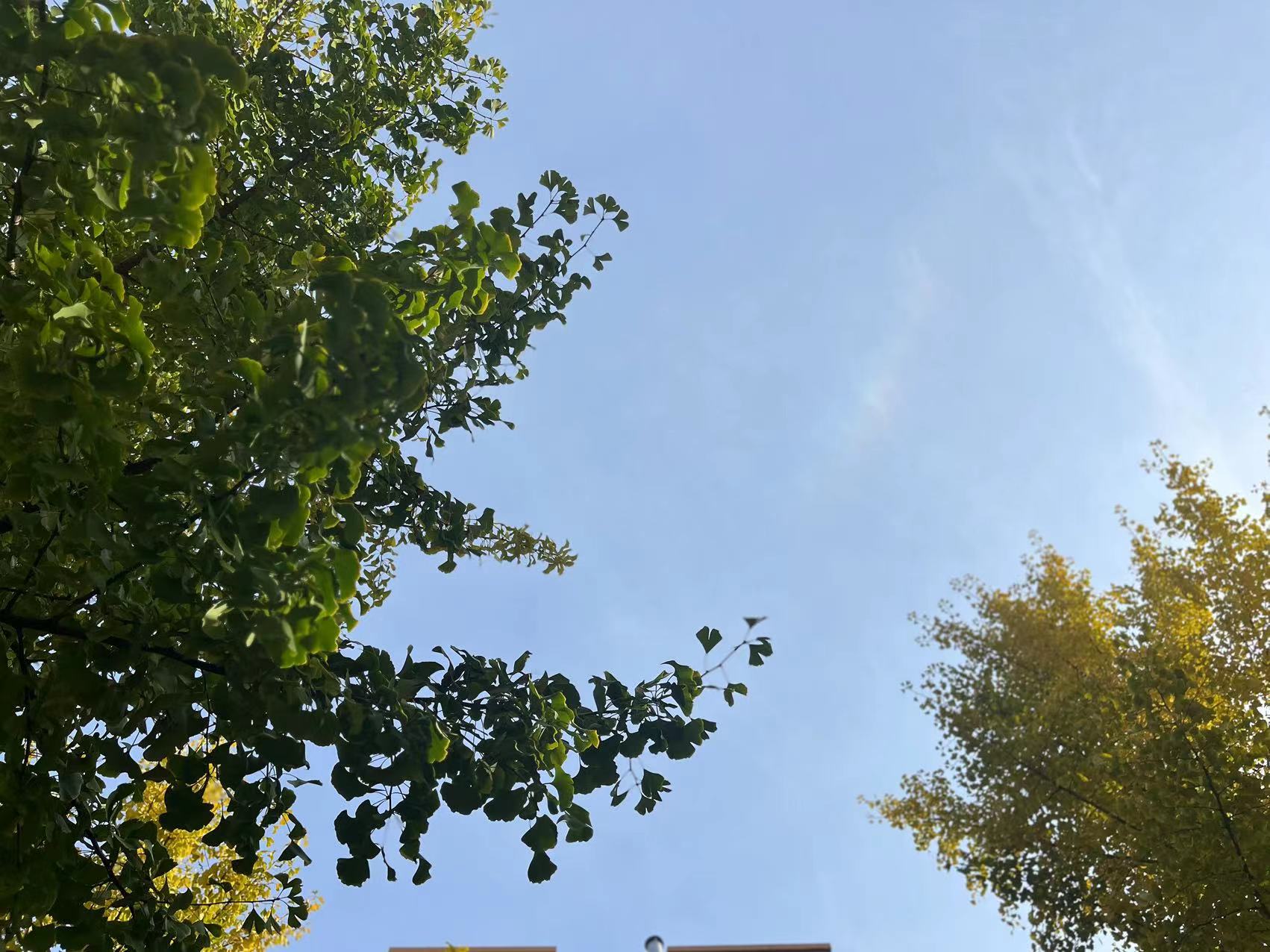 初冬最暖銀杏黃