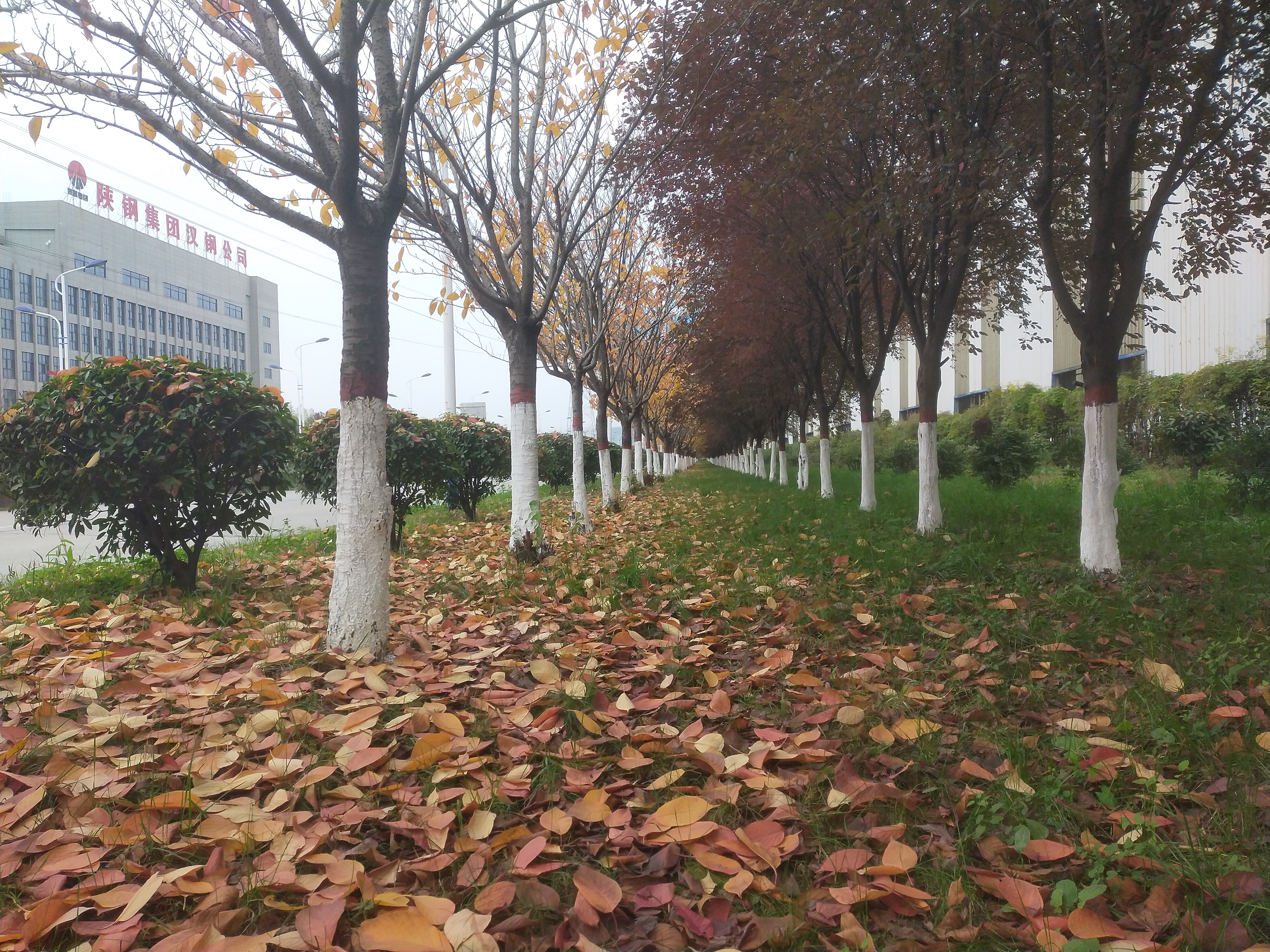 打響秋冬季綠化苗木養(yǎng)護(hù)組合拳，助力鋼城新發(fā)展