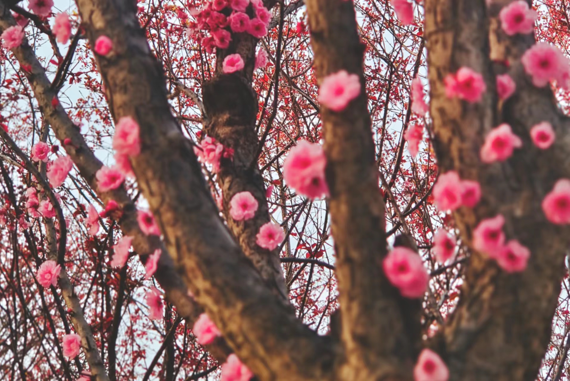 共賞春日景 踏上奮斗行