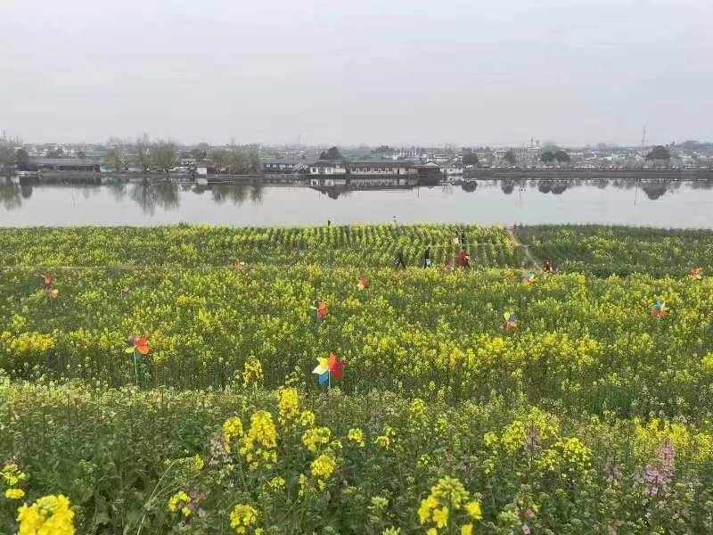 油菜花開，放紙鳶正當(dāng)時