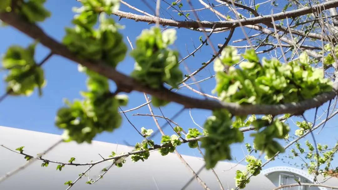 記憶中的榆錢麥飯