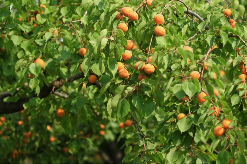 麥黃杏里藏著愛