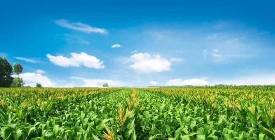 記憶中的玉米地