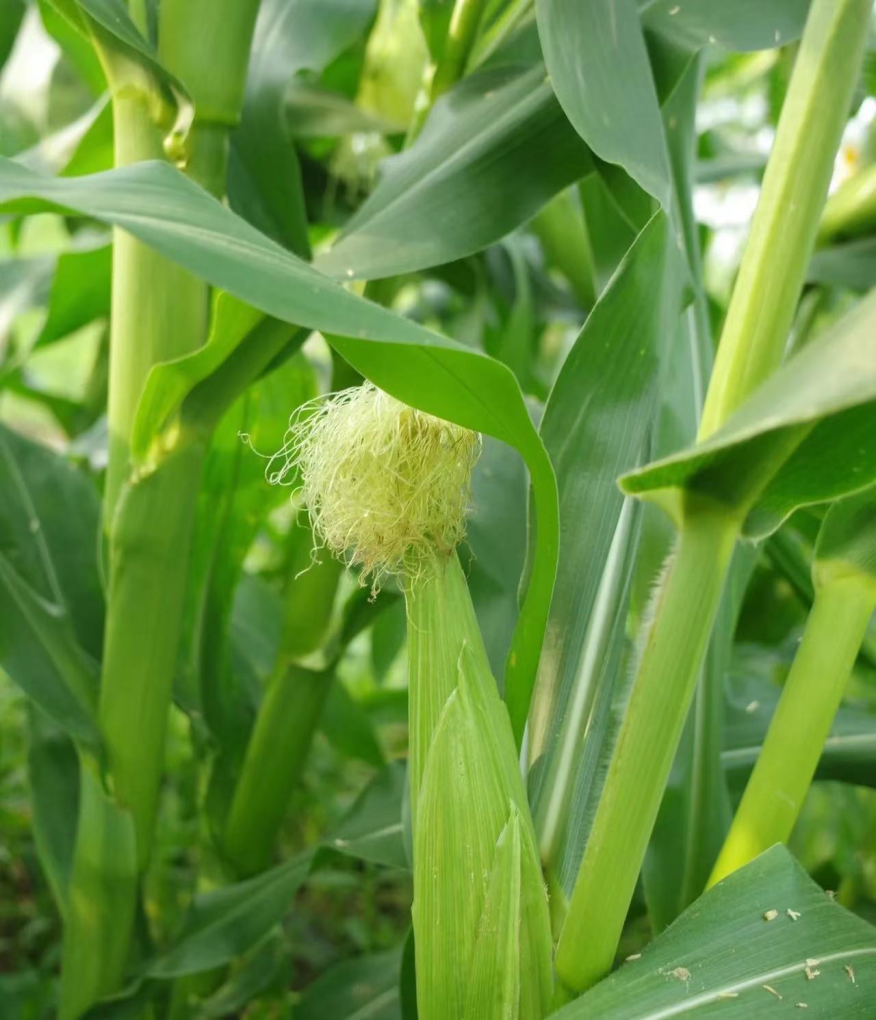 記憶中的玉米地