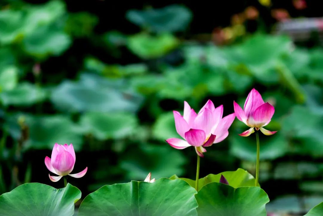 小暑清荷悠然唱