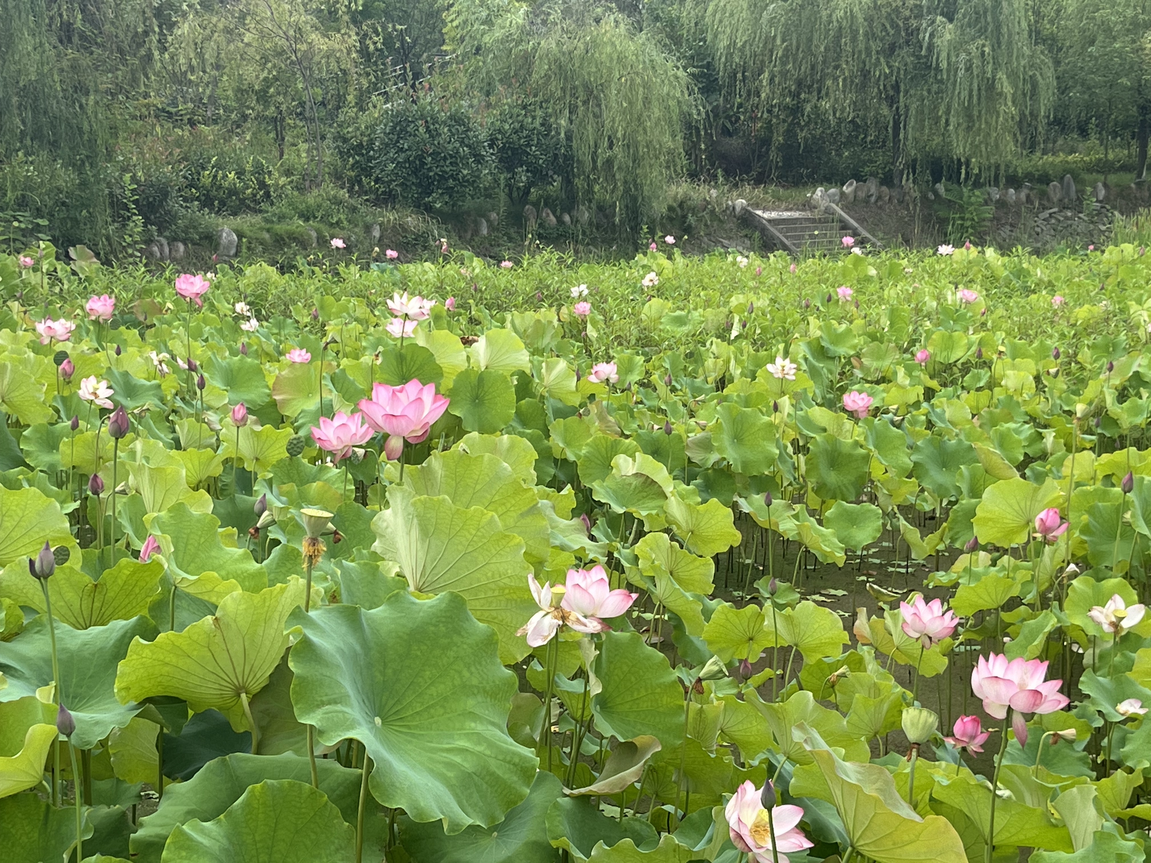 云山邊荷澗靜悟