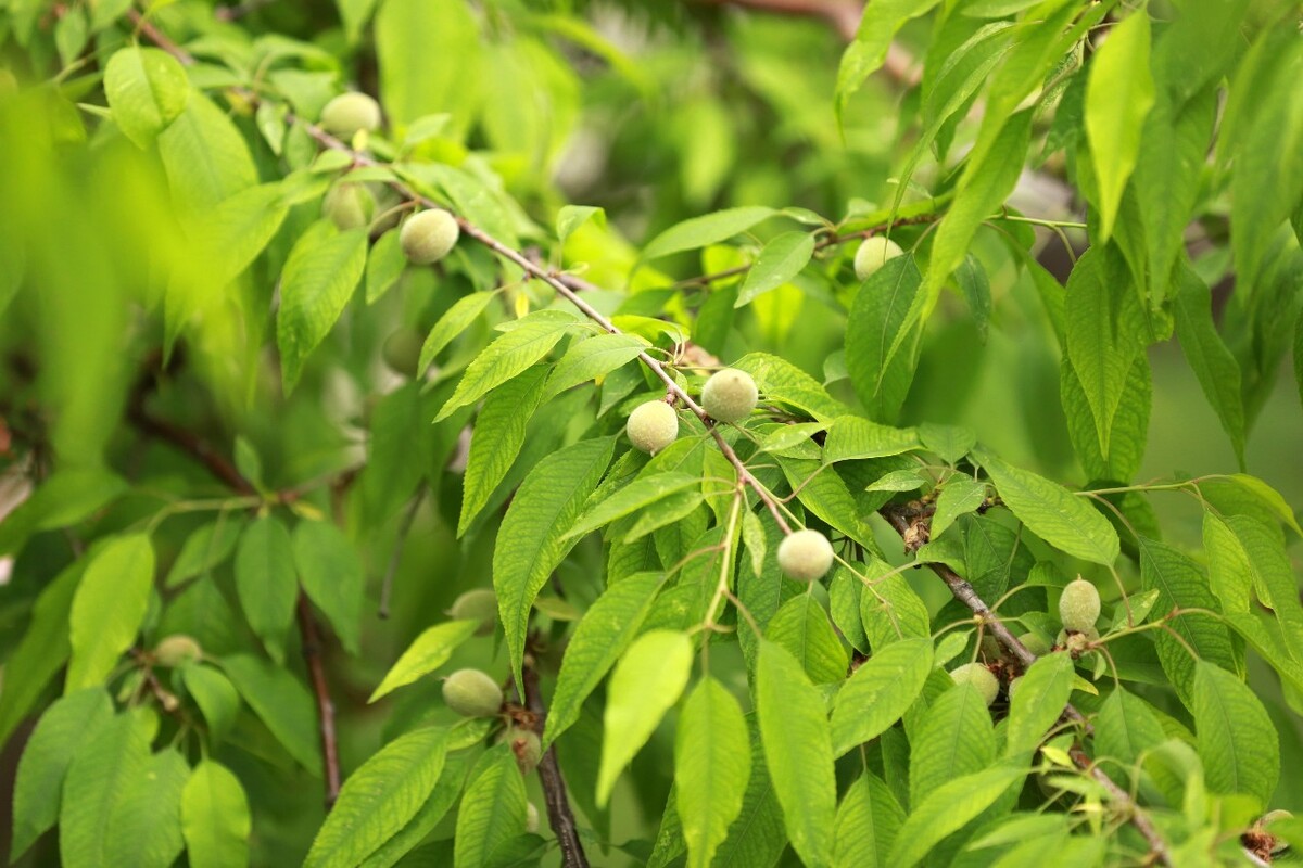 陜北的夏日種在山桃上
