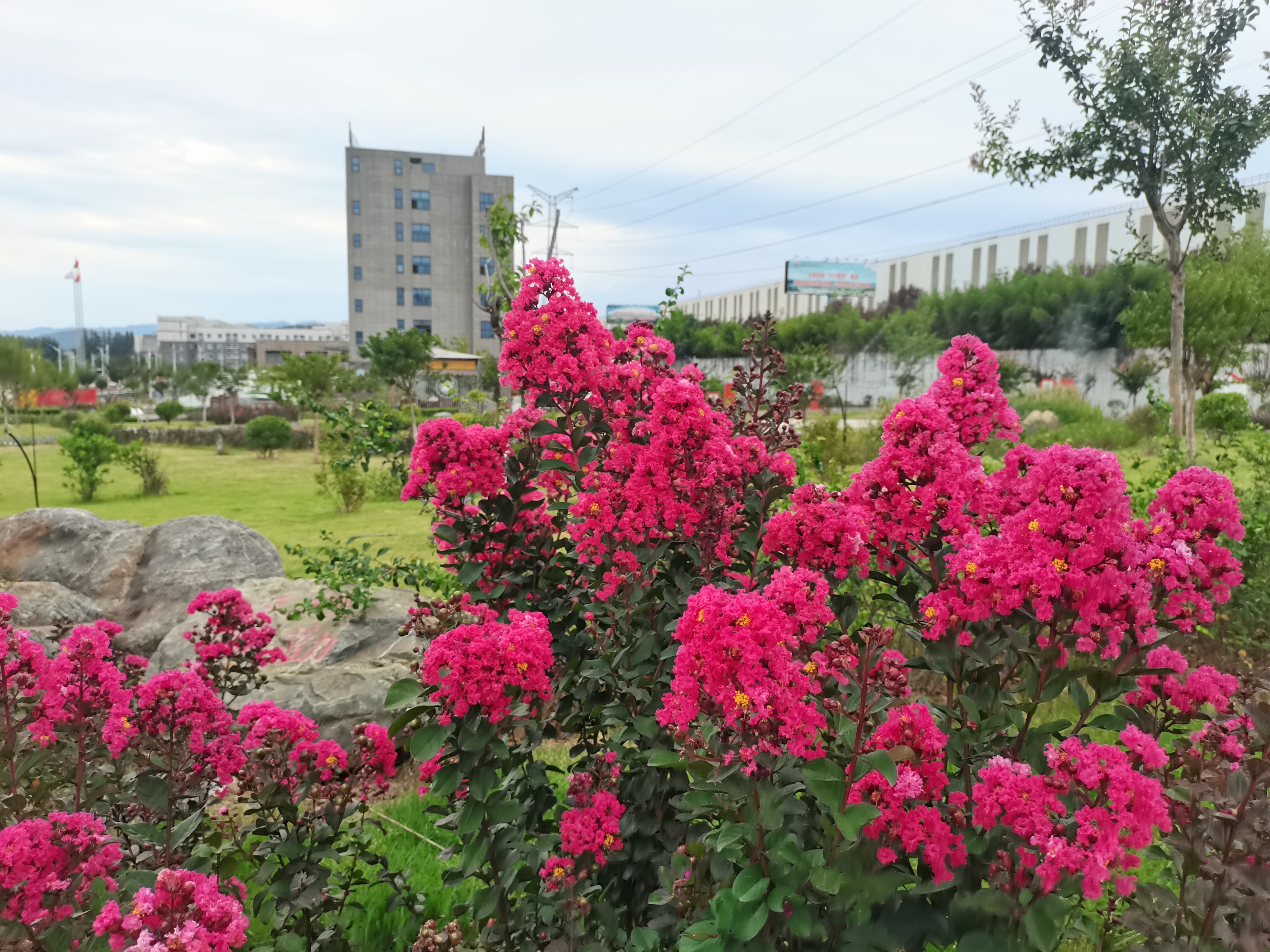 最?lèi)?ài)紫薇那抹紅