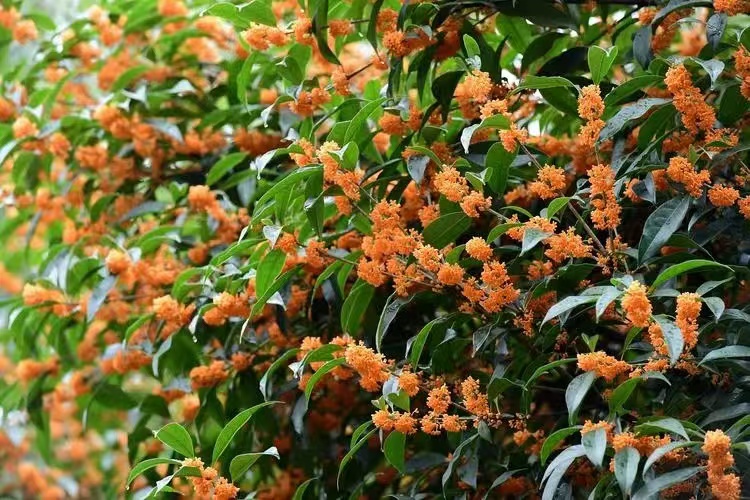 桂花飄香，思念綿長