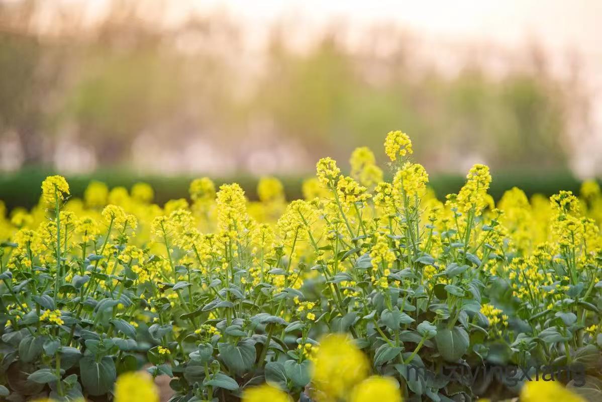家鄉(xiāng)的油菜花