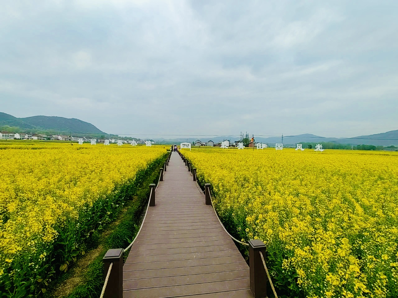 金色花海里的春天