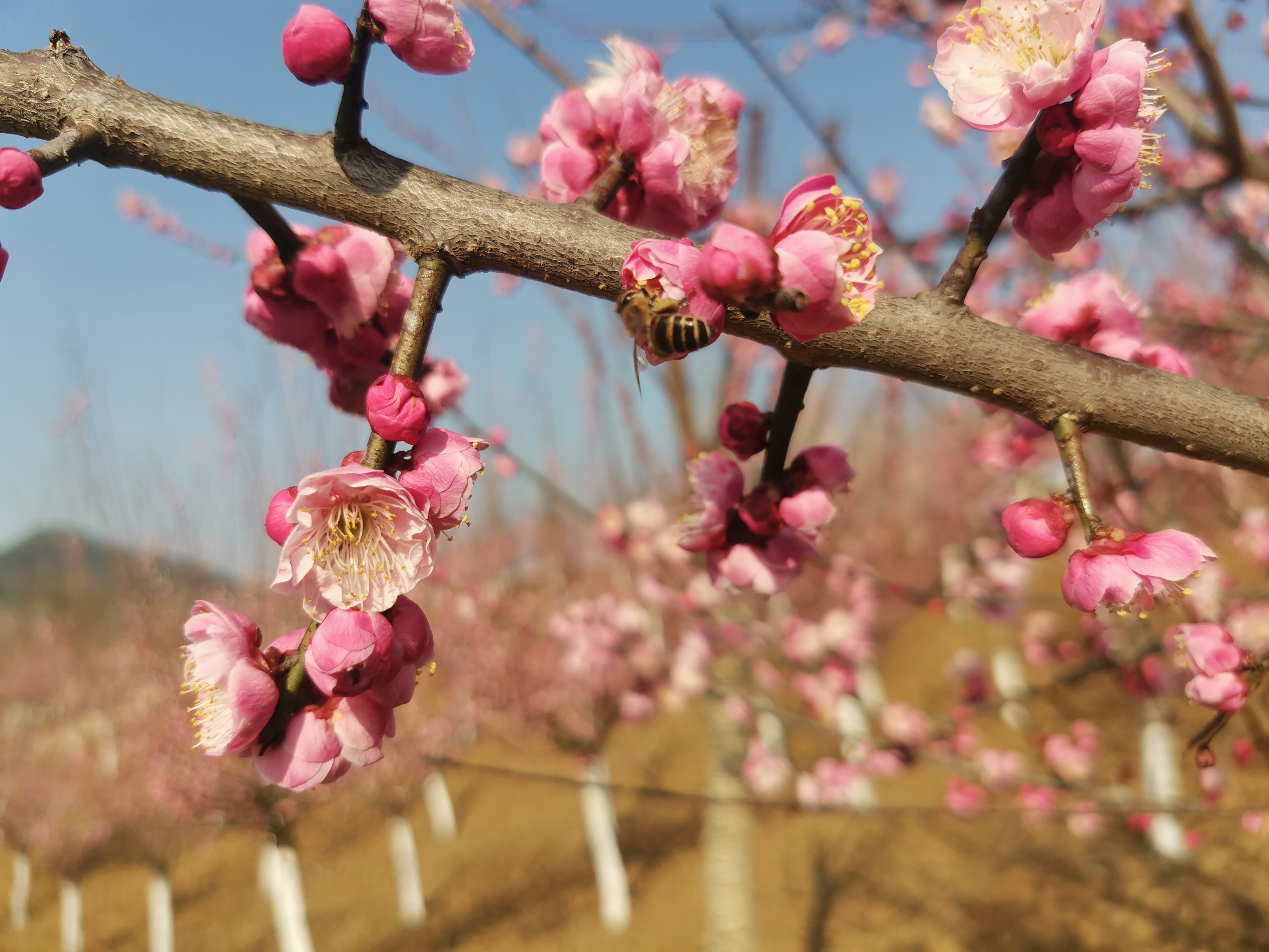 花海古韻織春錦，漢風(fēng)新味醉人間