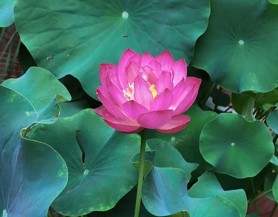 守廉潔初心，綻清蓮熠熠華光