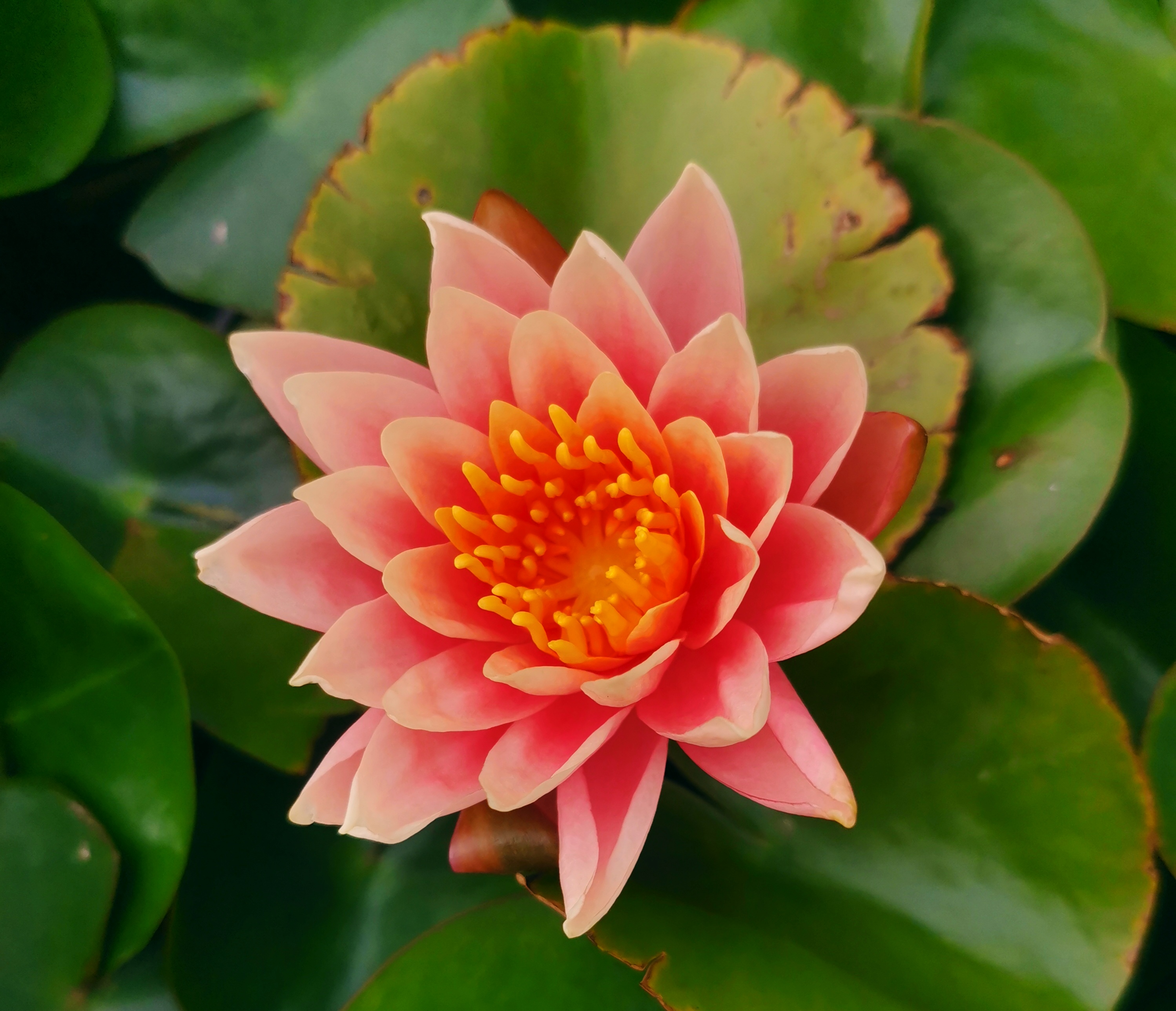 守廉潔初心，綻清蓮熠熠華光