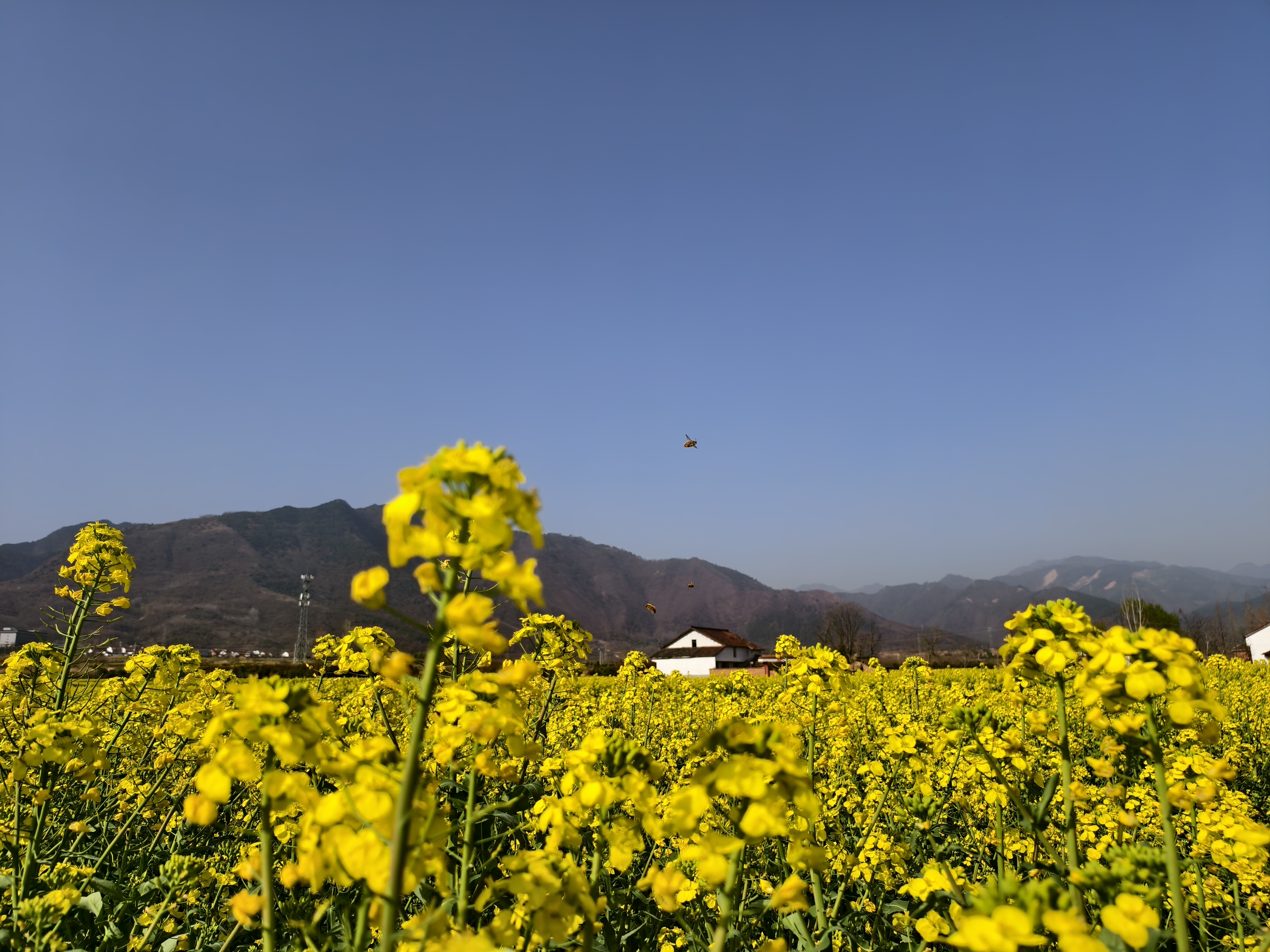 春日長(zhǎng)歌