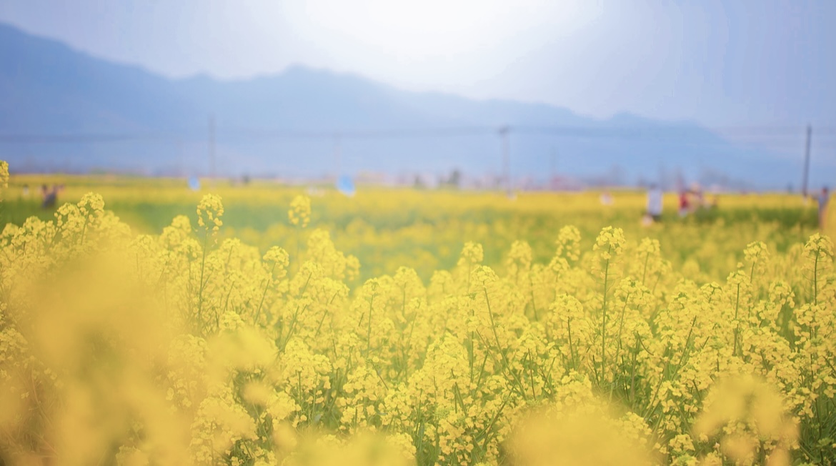 油菜花海的千年守望