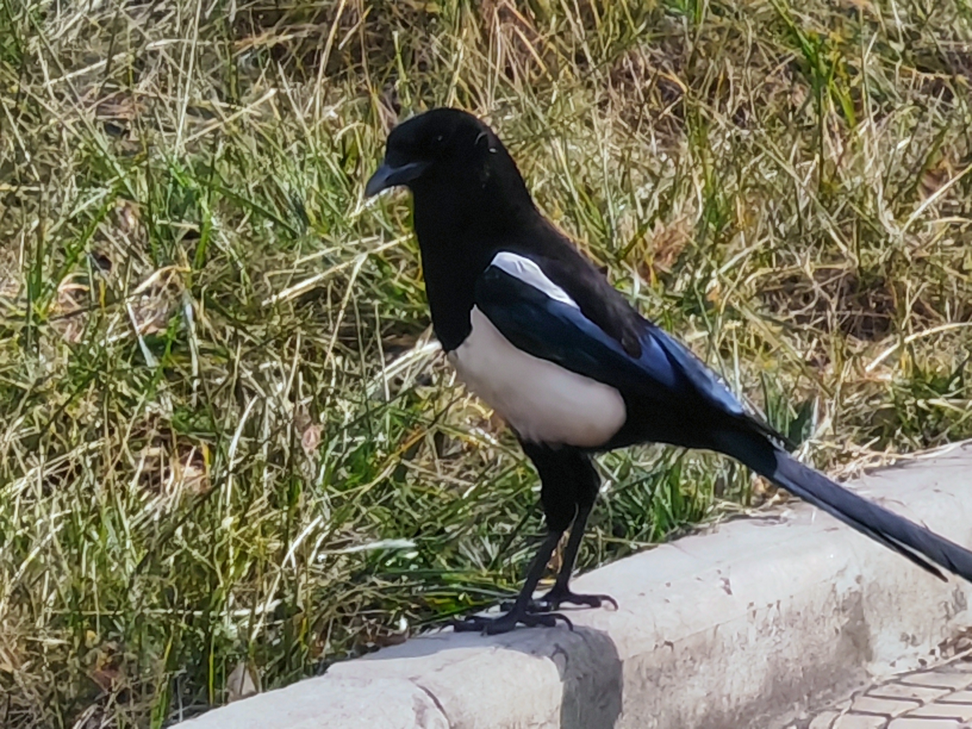 打破刻板  多維觀鵲