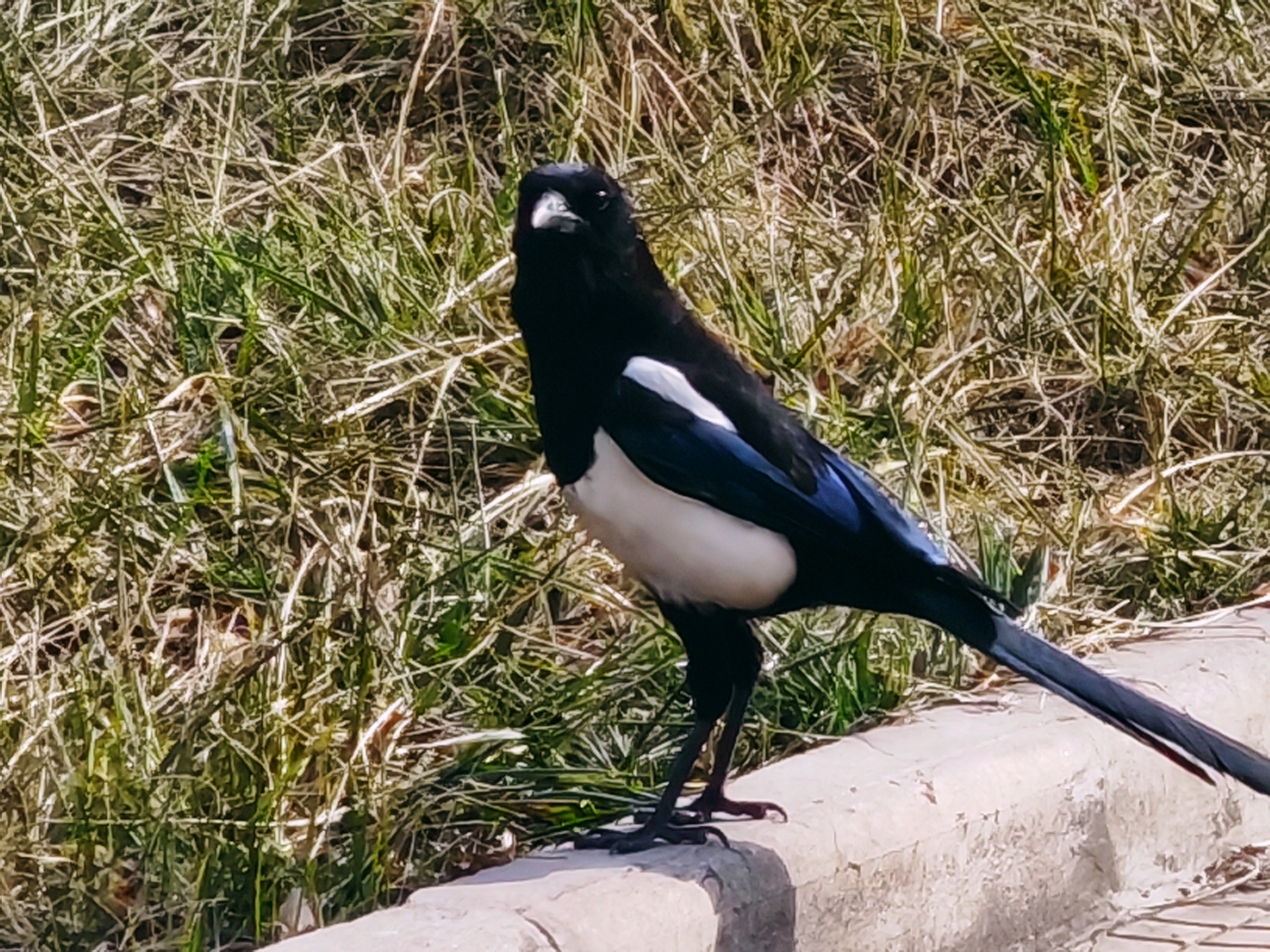 打破刻板  多維觀鵲