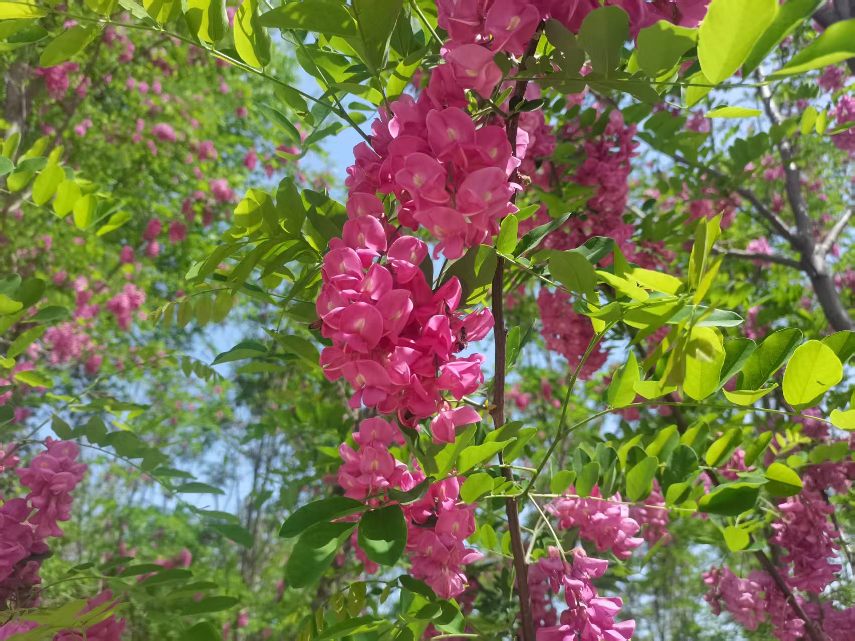 萬紫千紅總是春