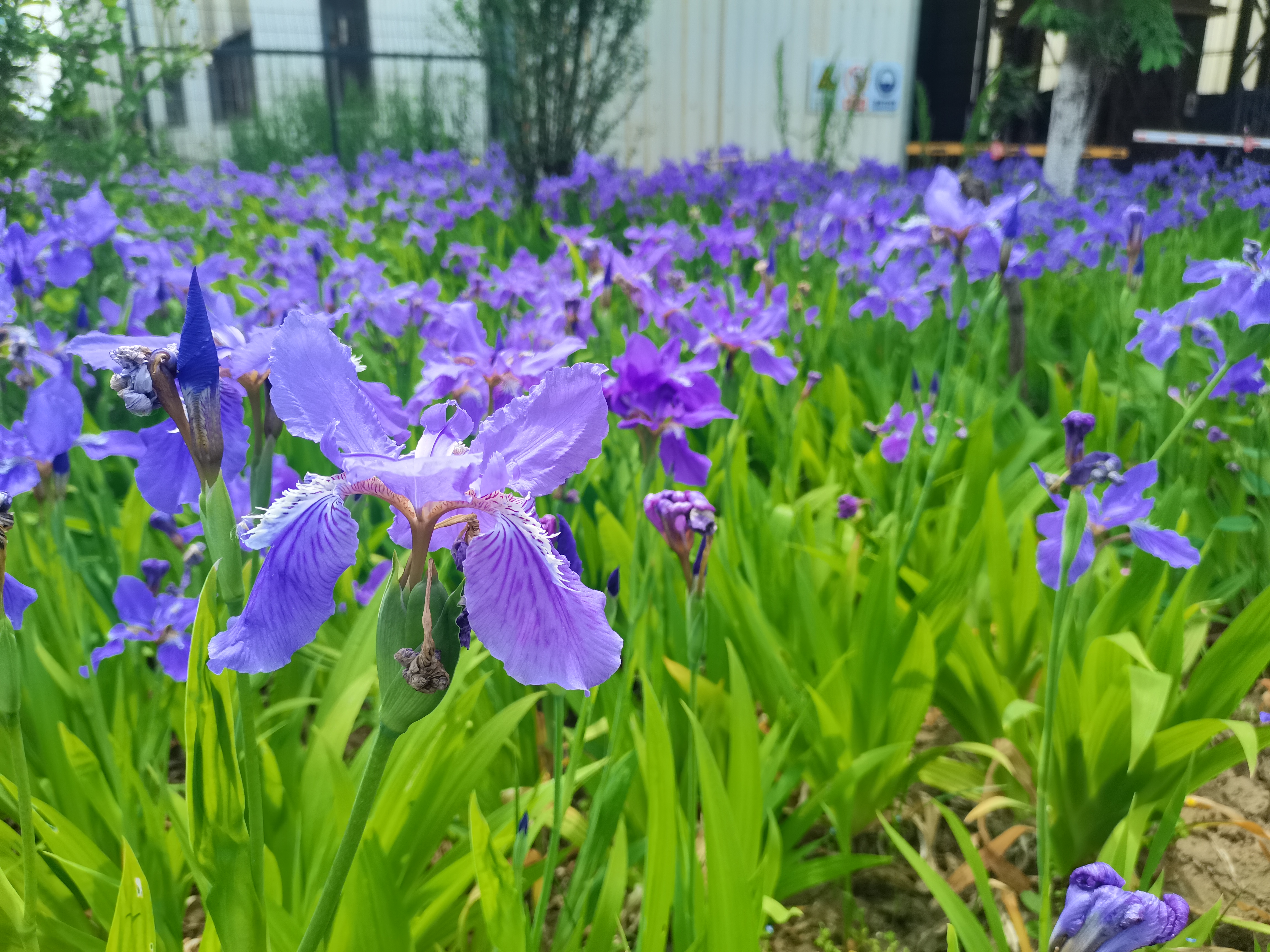 萬紫千紅總是春