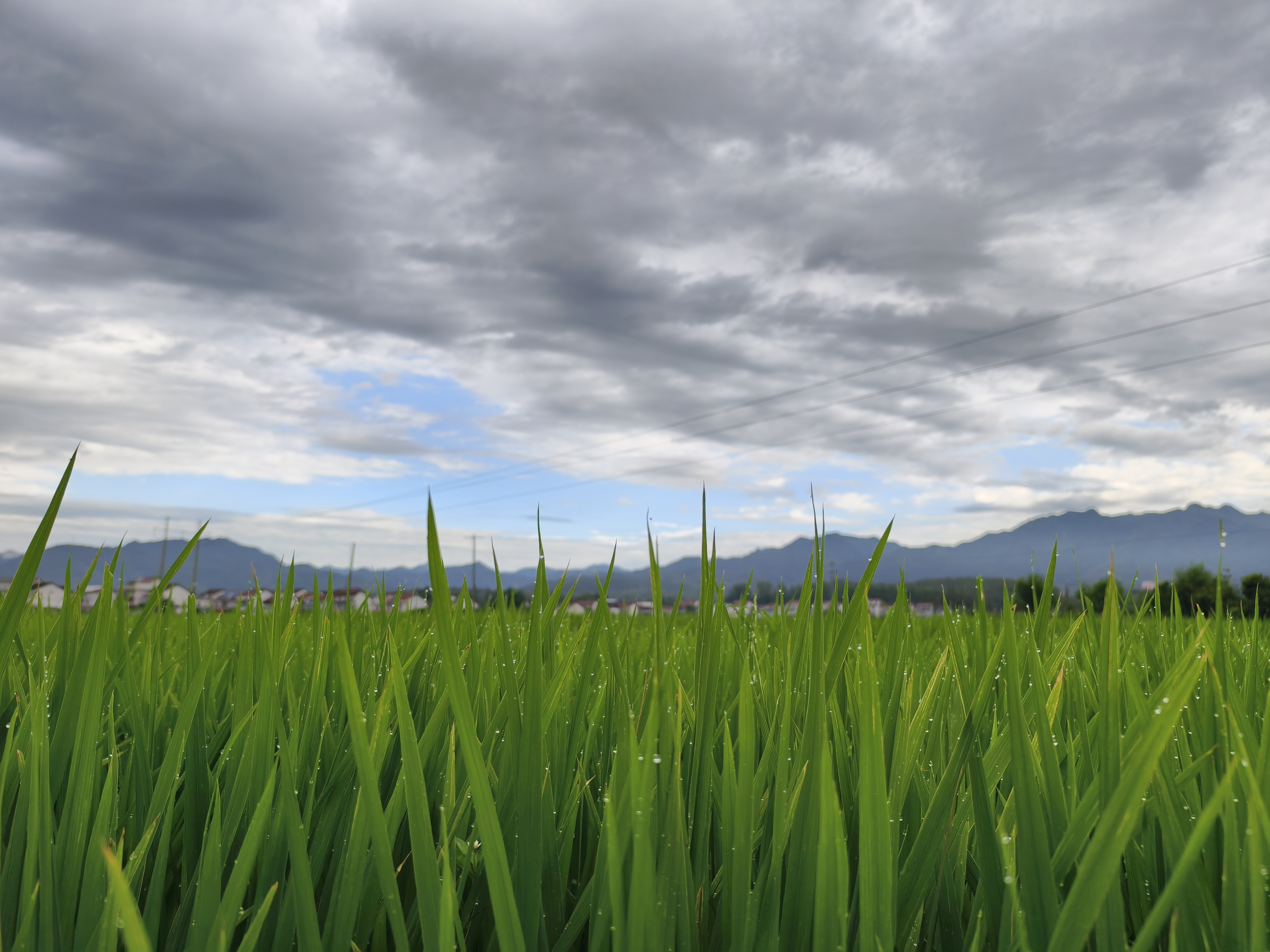 車輪碾過(guò)暑光，心棲田野清風(fēng)