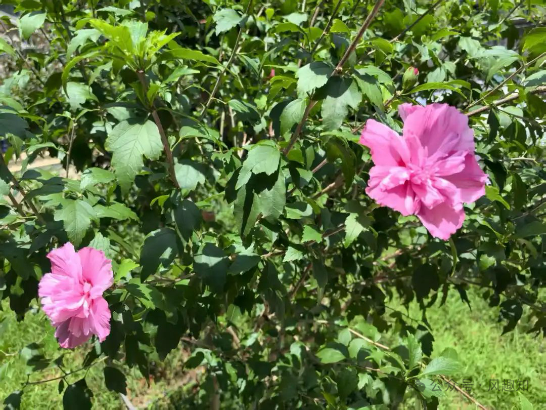 桂香牽故味，木槿繞鄉(xiāng)愁