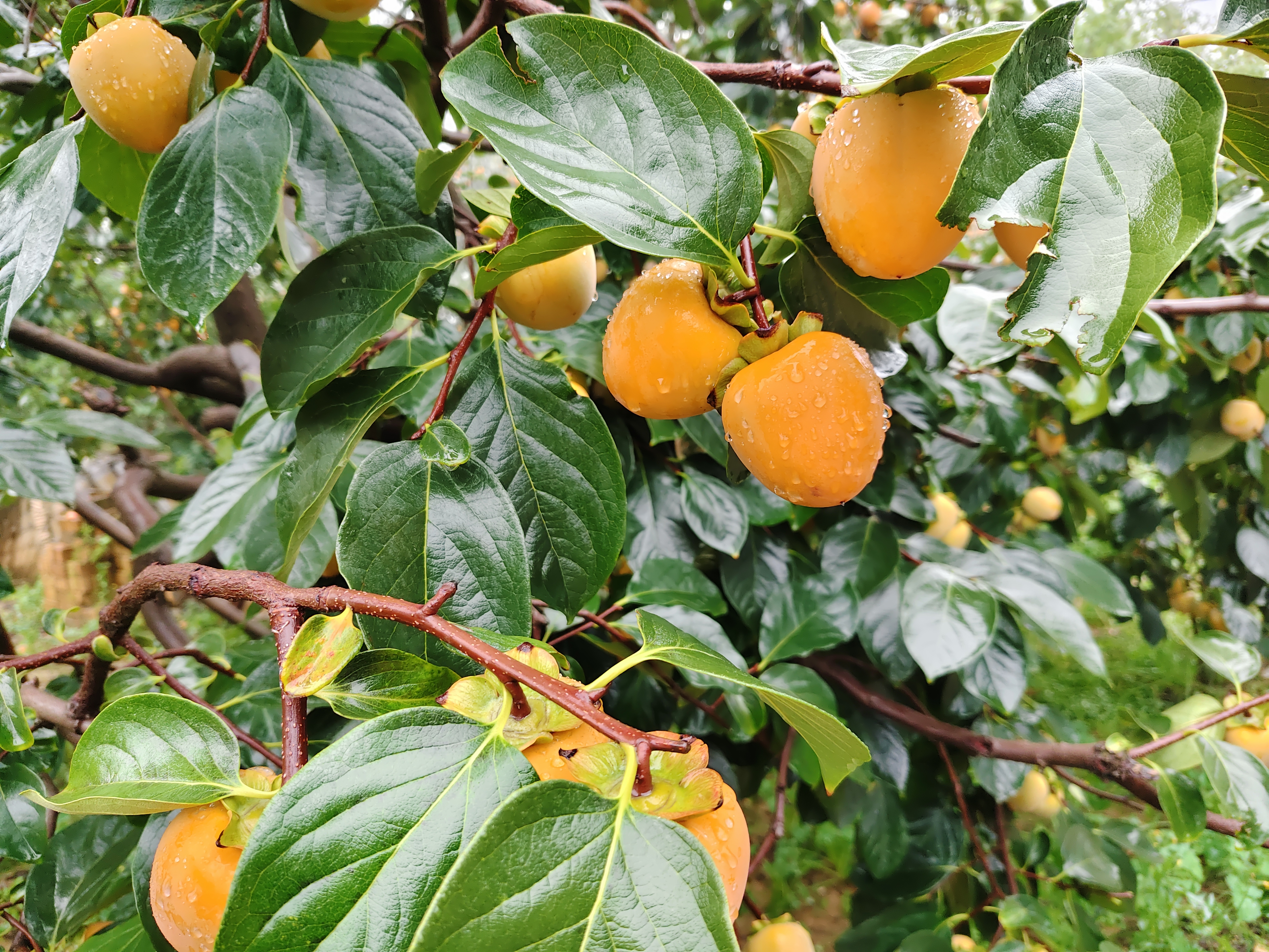 枝頭墜滿的秋日情書