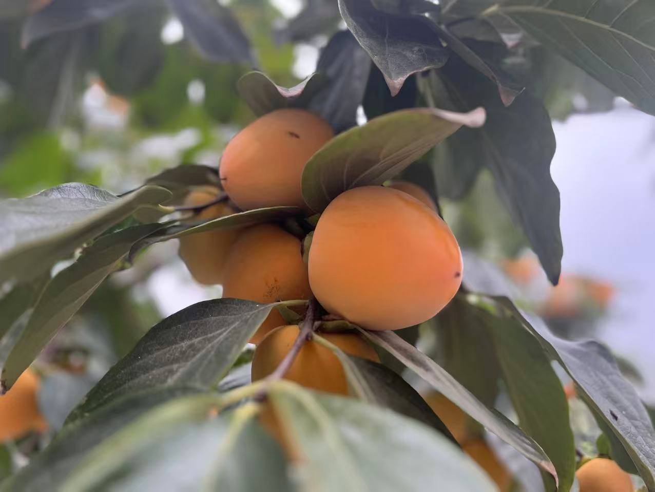 故鄉(xiāng)的秋