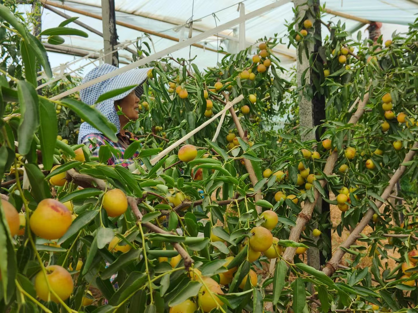 故鄉(xiāng)的秋