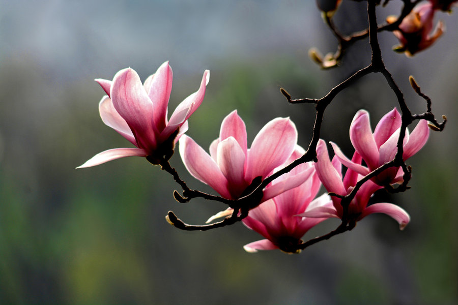 【鋼城文苑】玉蘭花開爭(zhēng)春俏