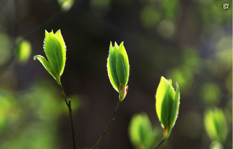 【鋼城文苑】又到清明
