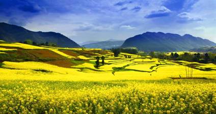 【鋼城文苑】我想做一株油菜花