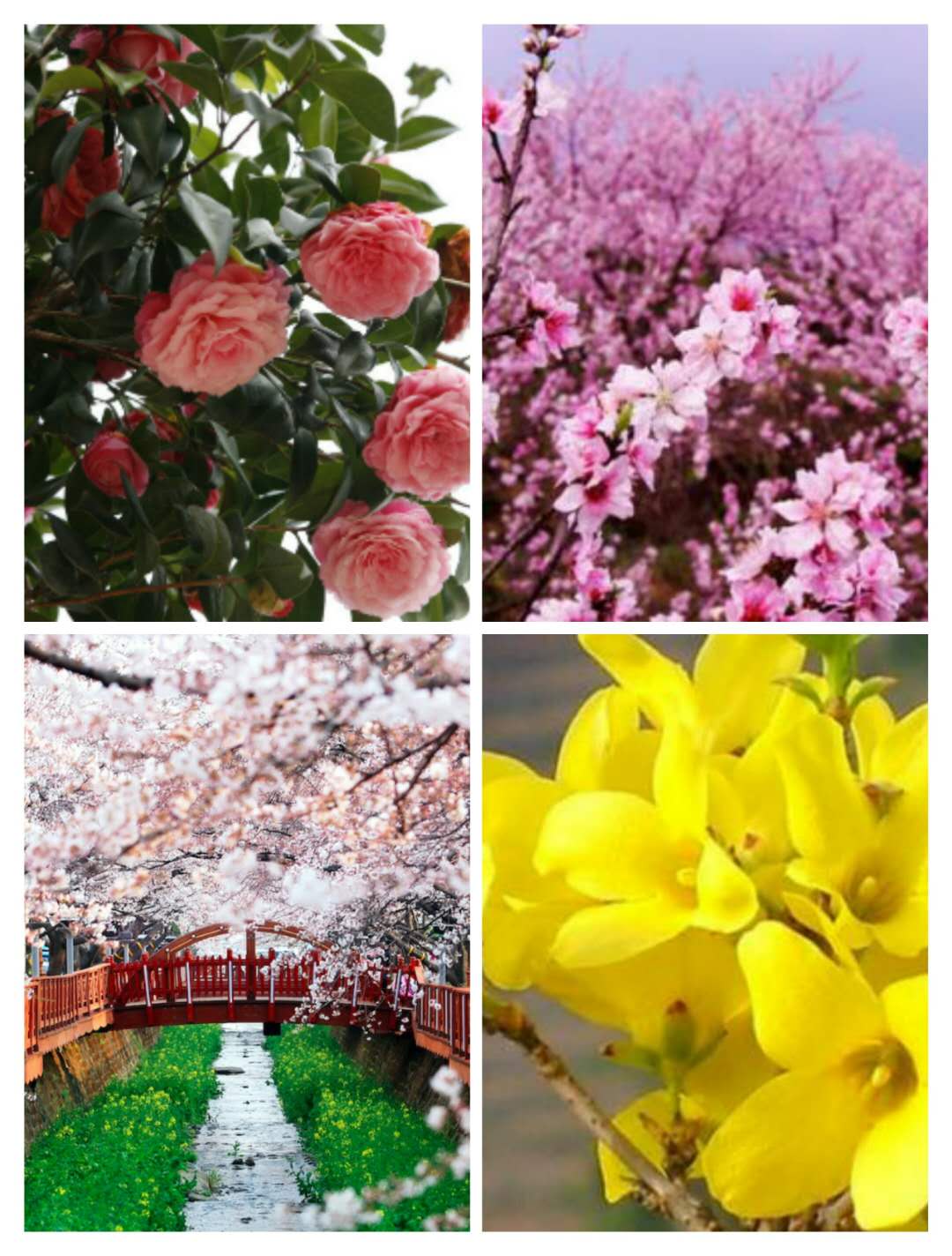 【鋼城文苑】在三月的花海里徜徉