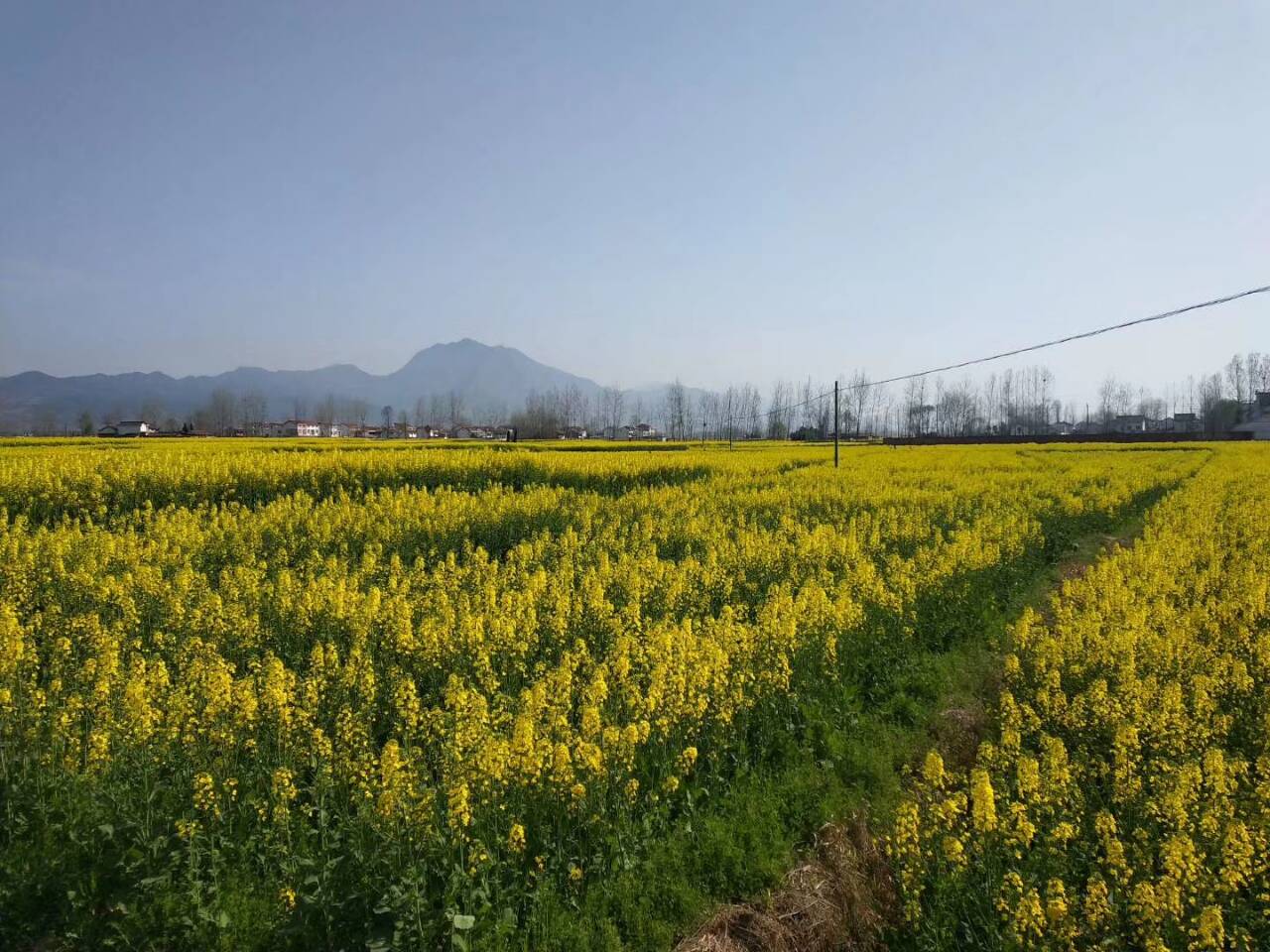 【鋼城文苑】三國舊識─-致油菜花海