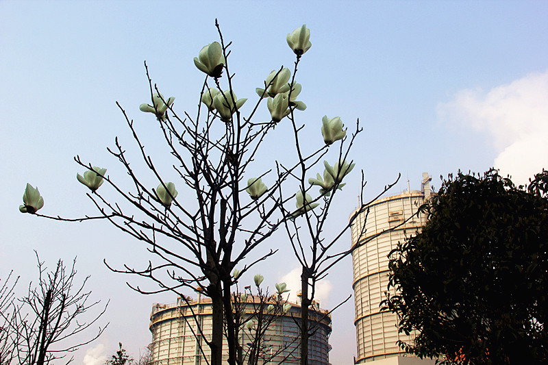 【美麗漢鋼】美翻了，一起到漢鋼來賞花！