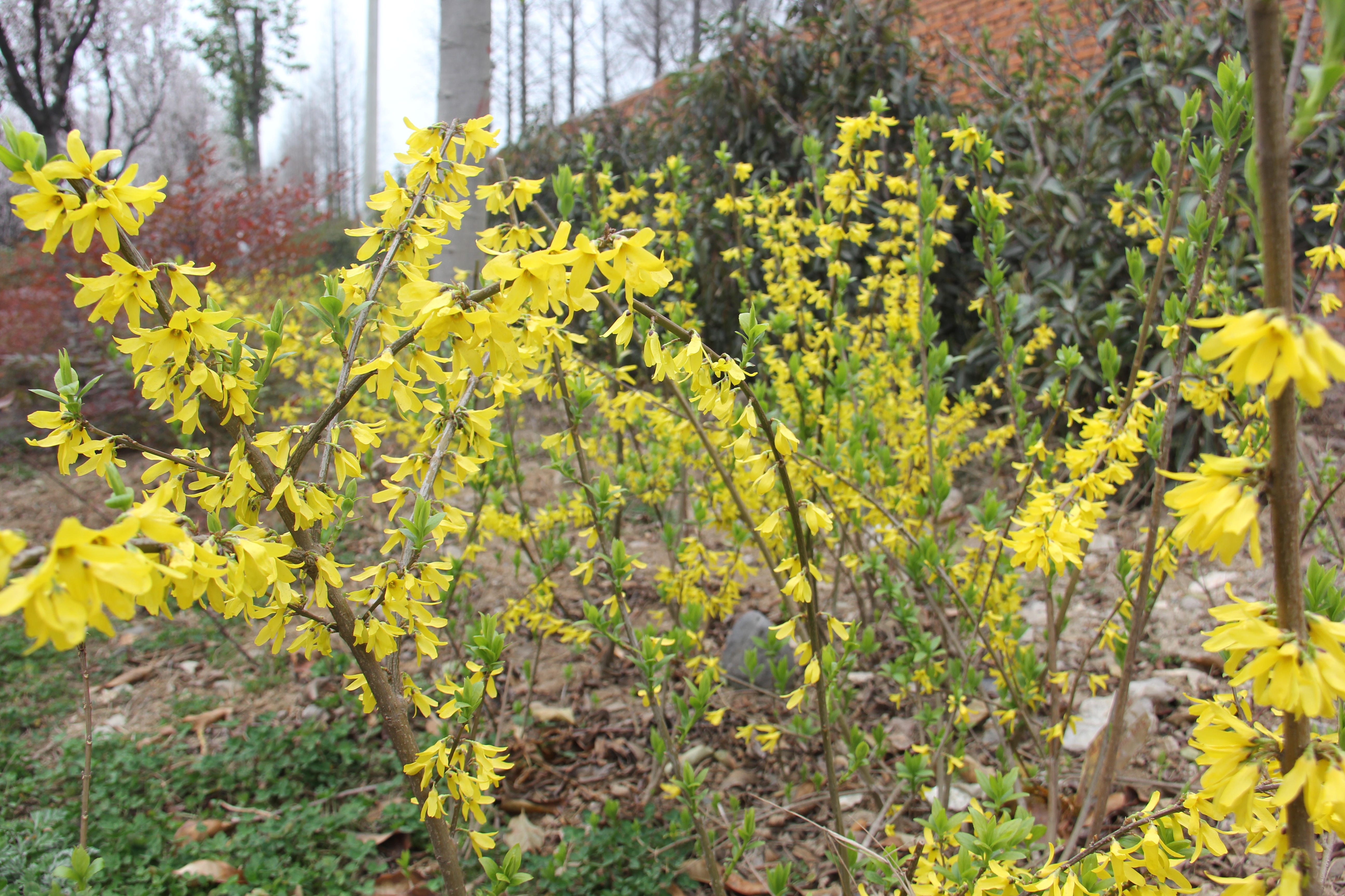 【美麗漢鋼】美翻了，一起到漢鋼來賞花！