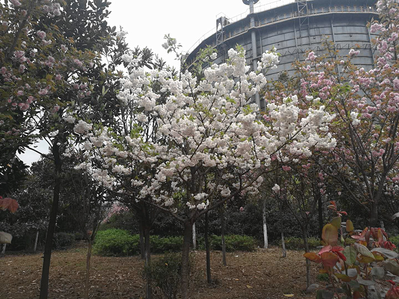 【美麗漢鋼】美翻了，一起到漢鋼來賞花！