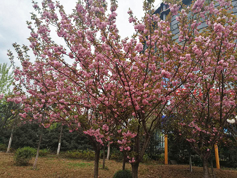 【美麗漢鋼】美翻了，一起到漢鋼來賞花！