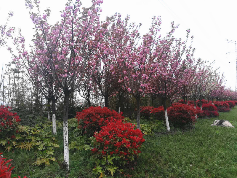 【美麗漢鋼】美翻了，一起到漢鋼來賞花！